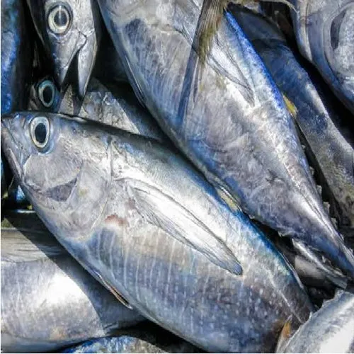 कुपा   - Tuna fish