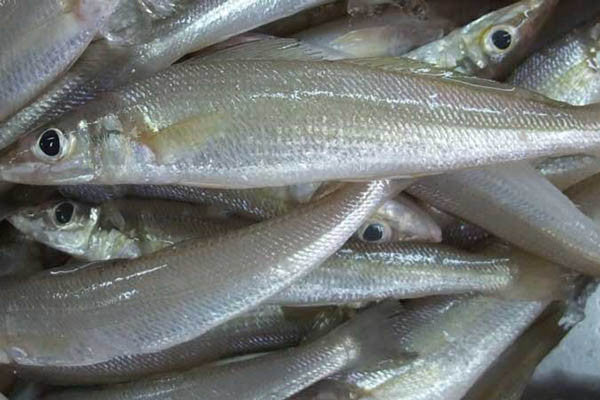 माकली - Cuttle fish