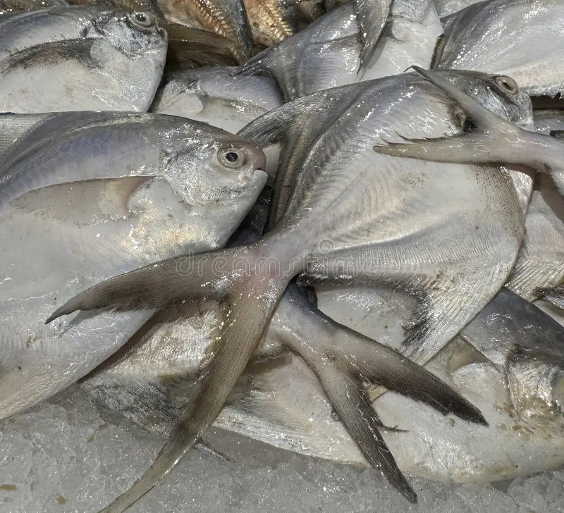 पापलेट नंबरी ४ -  Pomfret 4