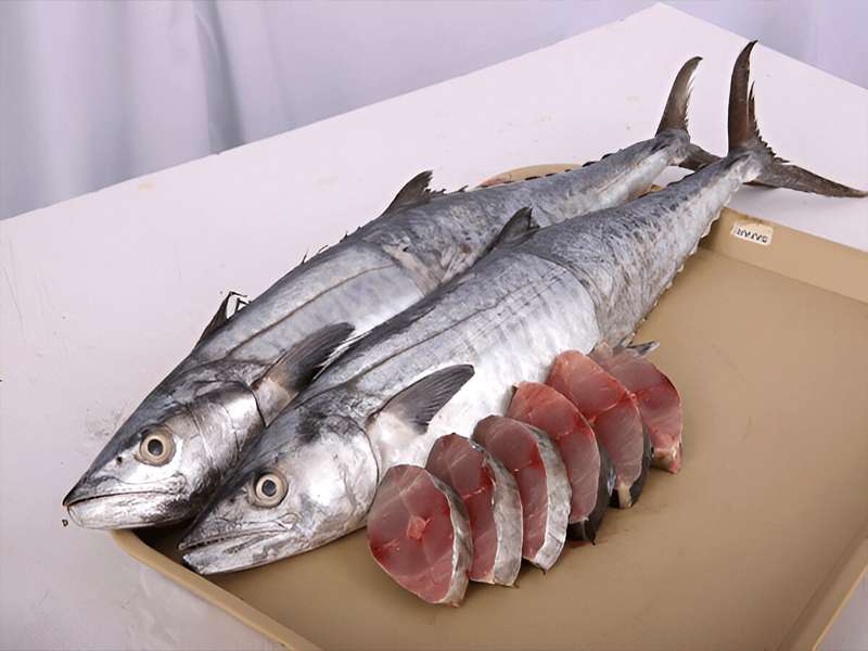 सुरमई  - seerfish or  King Mackerel