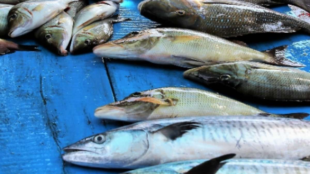 पाला  - Gaint Herrings