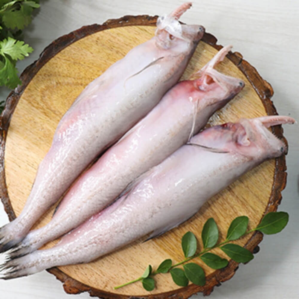 बोंबील   - Bombay duck