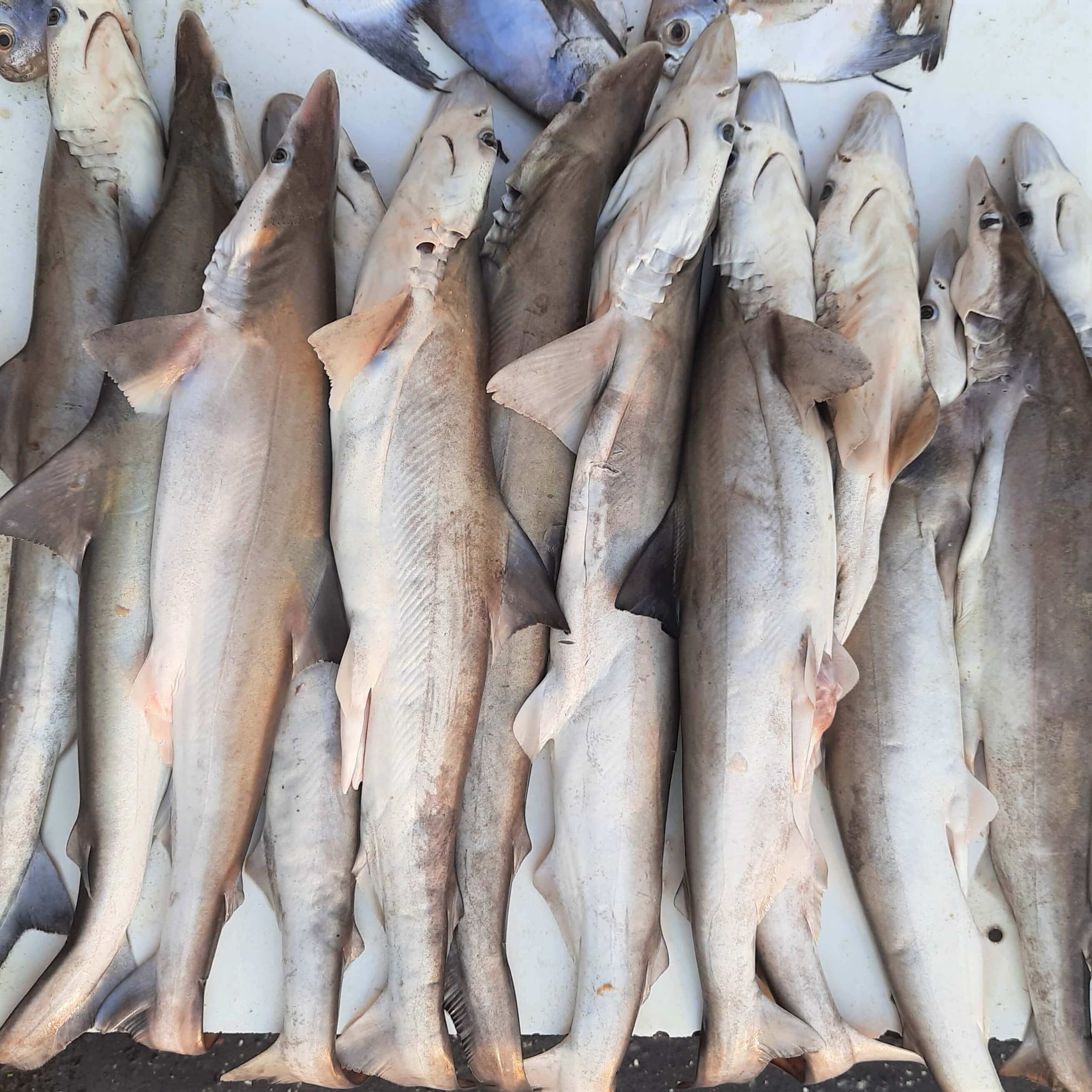 मुशी  - Shark