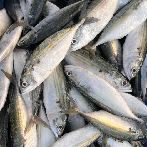 बांगडा - Indian Mackerals