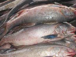 रावस  -  indian Salmon